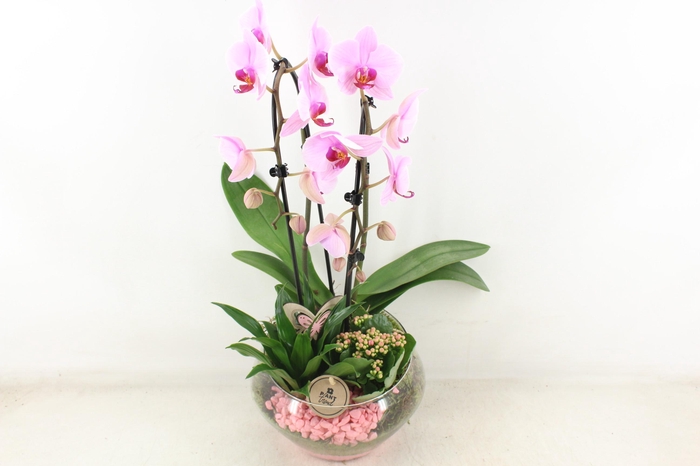 <h4>arr2 PL - Glas Olay phal roze</h4>