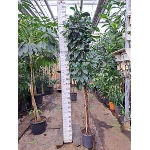 Cyathistipula gedraaide stam 250