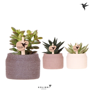 Kolibri Greens Succulenten mix in Hieroglyph pot mix