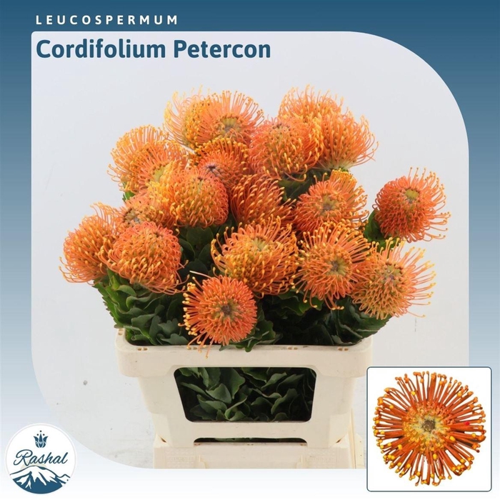 <h4>Leucospermum cordifolium overig</h4>