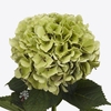 Hydrangea royal benefit classic