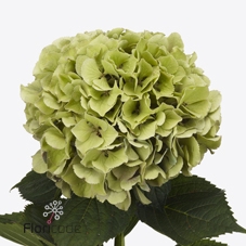 <h4>Hydrangea royal benefit classic</h4>