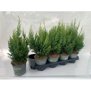 Cham.laws. White Spot