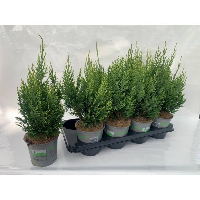 <h4>Cham.laws. White Spot</h4>