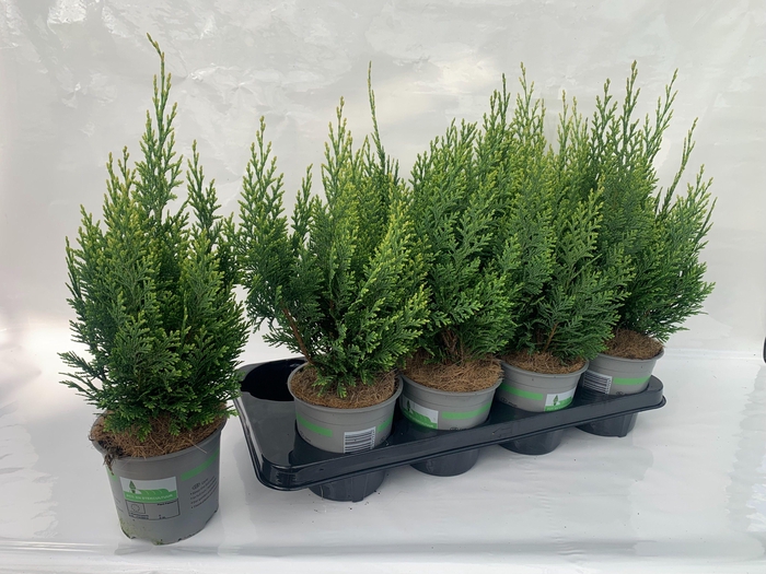 Cham.laws. White Spot