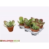 Kalanchoe Thyrsifl