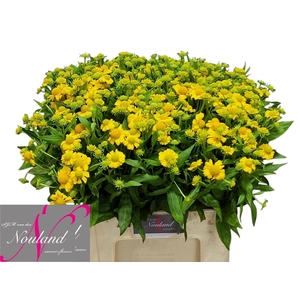 Helenium Kanaria SJM Nouland