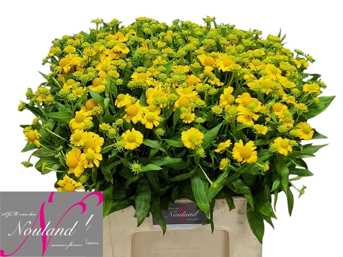 <h4>Helenium Kanaria SJM Nouland</h4>