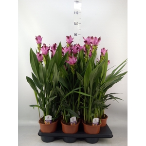 Curcuma alism. 'Siam Splash'