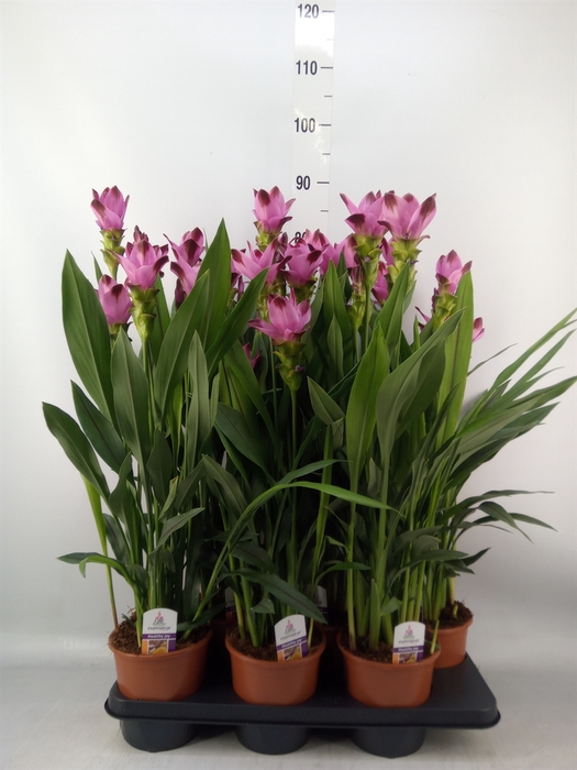 <h4>Curcuma alism. 'Siam Splash'</h4>