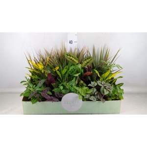 Planten  ..mix