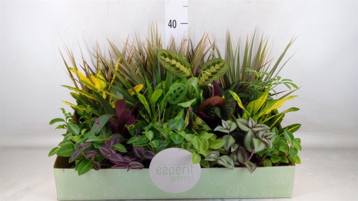 <h4>Planten  ..mix</h4>