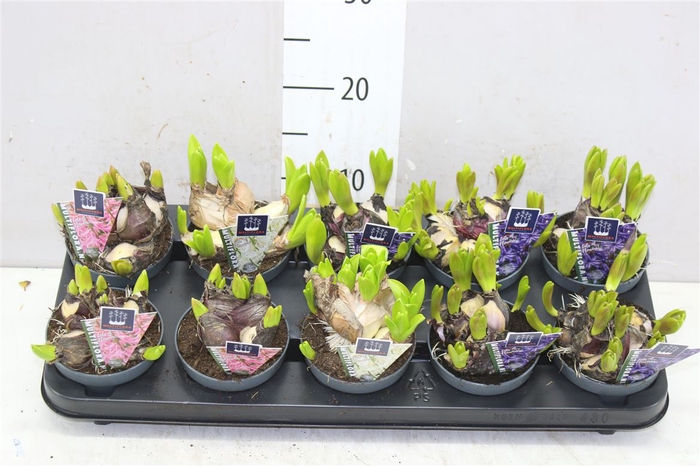 <h4>Hyacinthus Multiflora Gemengd</h4>