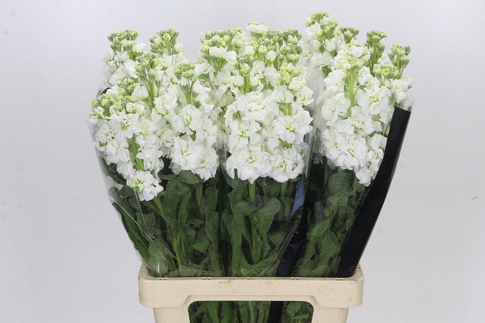 <h4>Matthiola Iron White</h4>