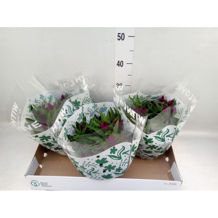 <h4>Celosia spic. 'Intenz'</h4>