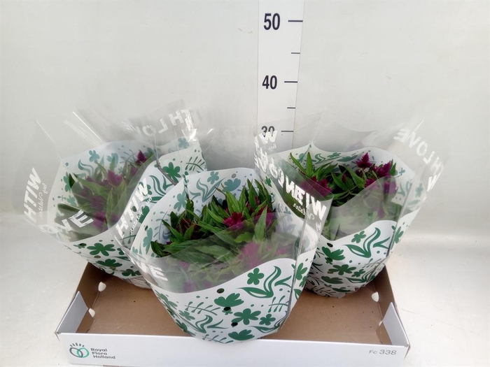 Celosia spic. 'Intenz'