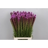 Liatris Spicata