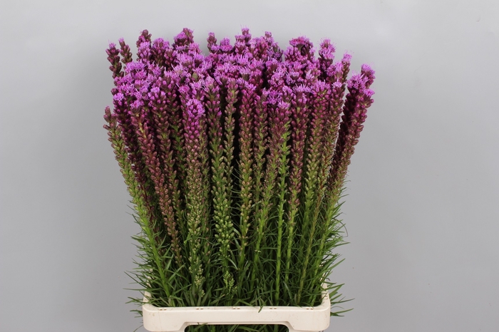 <h4>Liatris Spicata</h4>
