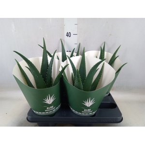 Aloe  'Equator'