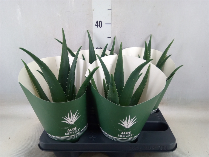 <h4>Aloe  'Equator'</h4>