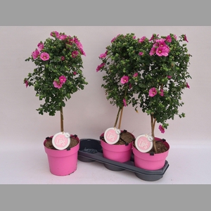 ANIS CAP EL PRINCESS