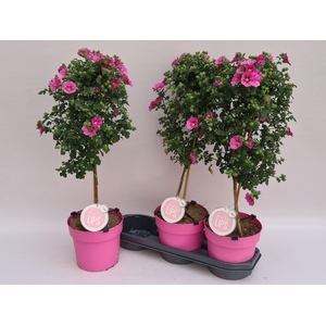 ANIS CAP EL PRINCESS