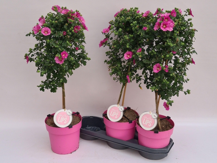 <h4>ANIS CAP EL PRINCESS</h4>