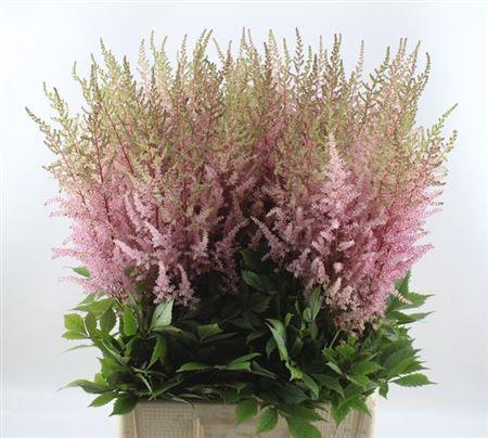 <h4>Astilbe Erika</h4>