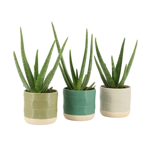 7501405: Solutionss Consideration