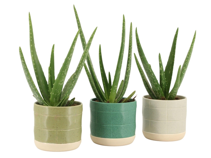 <h4>7501405: Solutionss Consideration</h4>