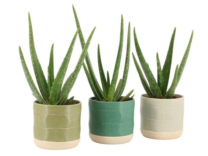 <h4>7501405: Solutionss Consideration</h4>