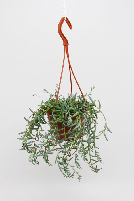 <h4>Senecio Hallianus</h4>