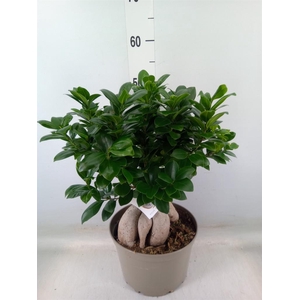 Ficus microcarpa 'Ginseng'