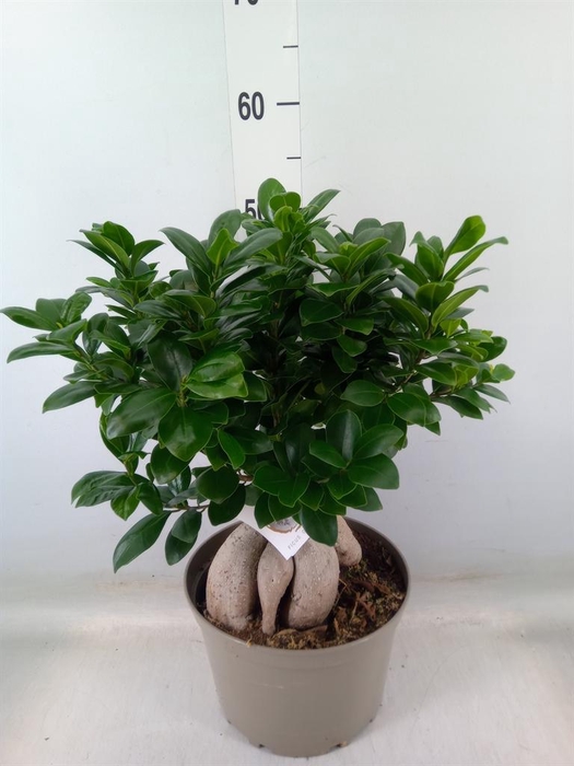 <h4>Ficus microcarpa 'Ginseng'</h4>