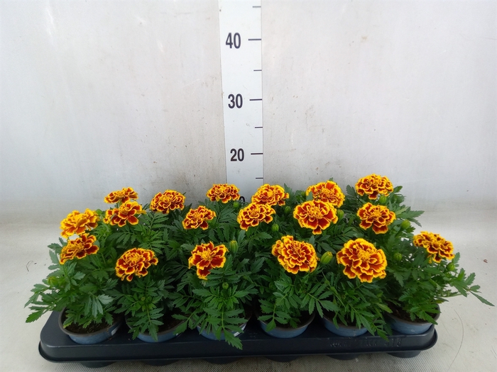 <h4>Tagetes</h4>
