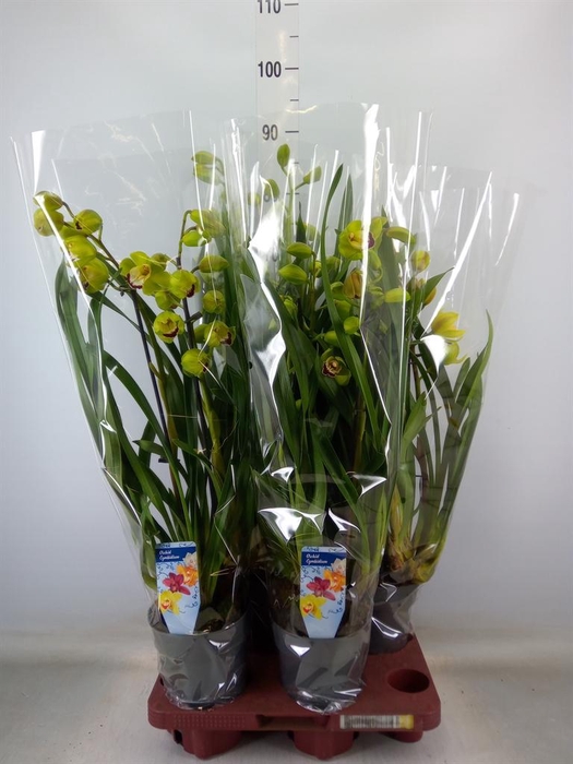 Cymbidium   ...