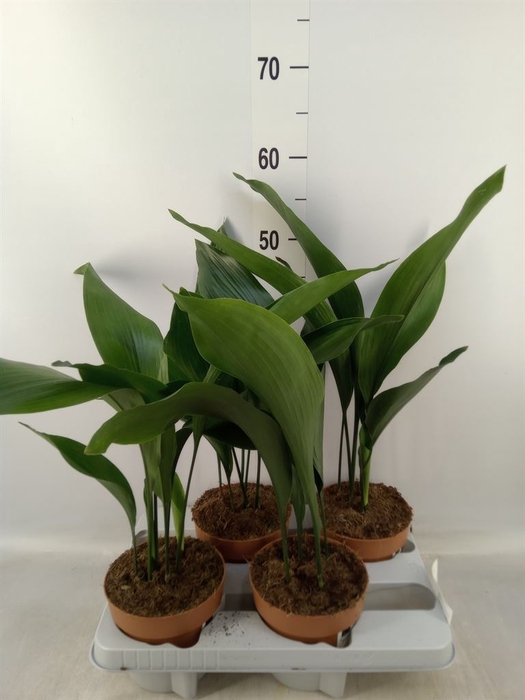 <h4>Aspidistra elat.</h4>