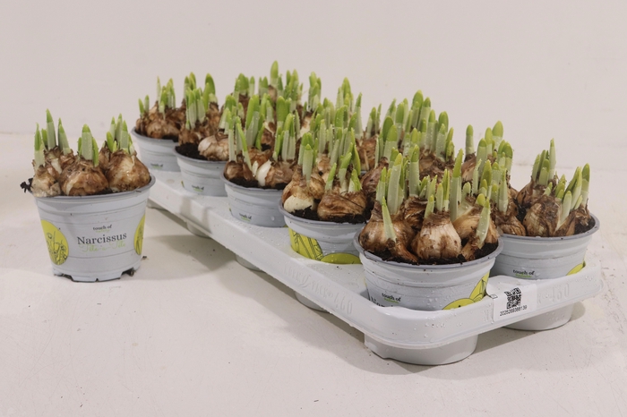 <h4>NARC O TETE A TETE</h4>