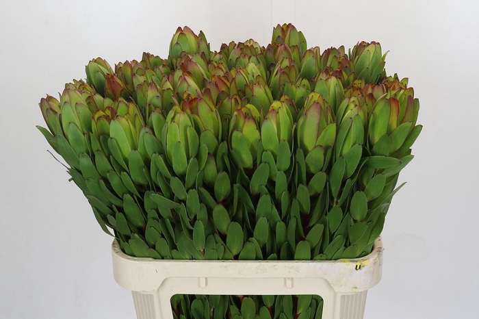 <h4>Leucadendron Goldstrike</h4>