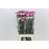 Dianthus St Kino