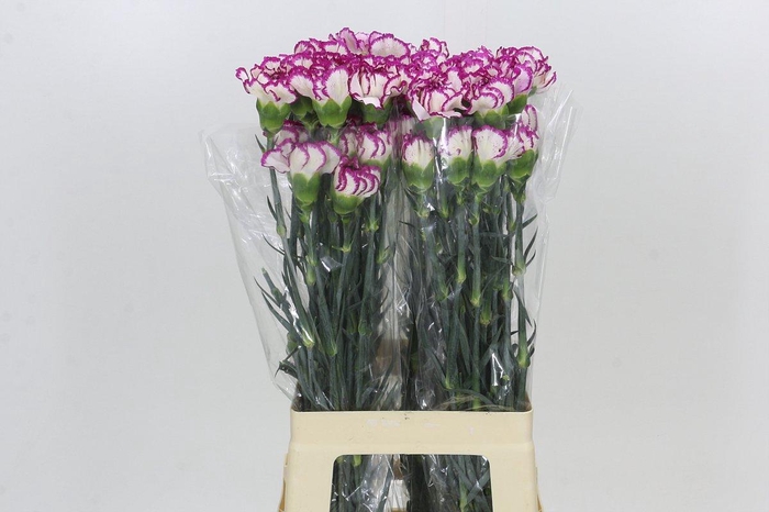 <h4>Dianthus St Kino</h4>