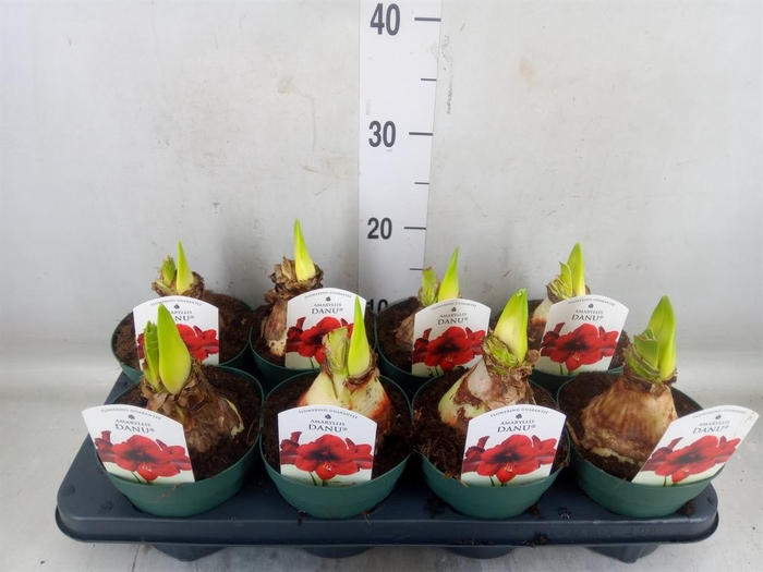 <h4>Hippeastrum DI 'Amorita Danu'</h4>