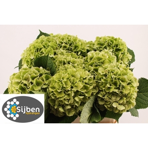 HYDR M CH VERENA CL