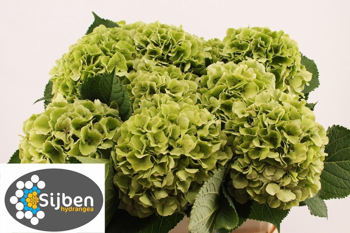 <h4>HYDR M CH VERENA CL</h4>