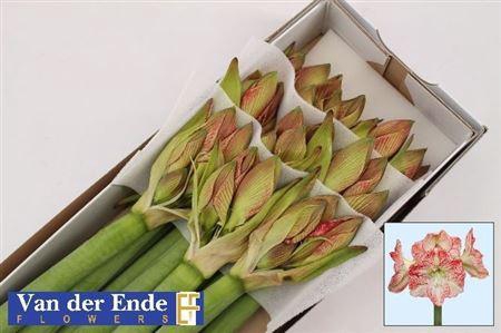 <h4>Hipp Mega Star</h4>