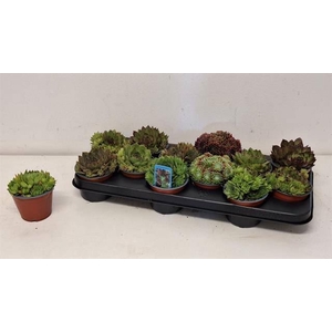 Sempervivum   ...