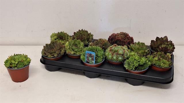 <h4>Sempervivum   ...</h4>