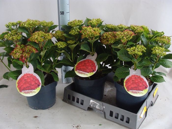 <h4>Hydrangea mac.   ...</h4>