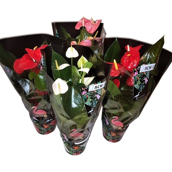 <h4>Anthurium Jungle mix 14cm</h4>