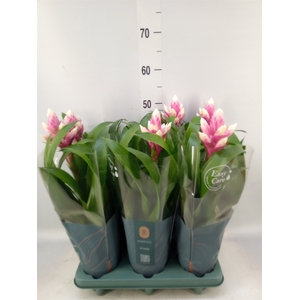 Guzmania  'Candy'